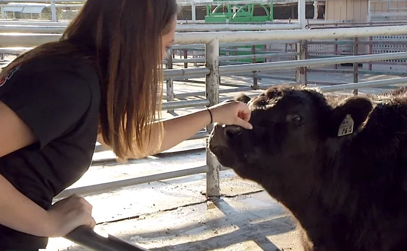 A student pets a cow