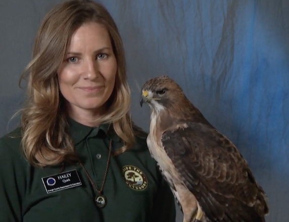 An image of Hailey Quirk, a traveling scientist with Inside the Outdoors, with a red-tailed hawk named Apollo