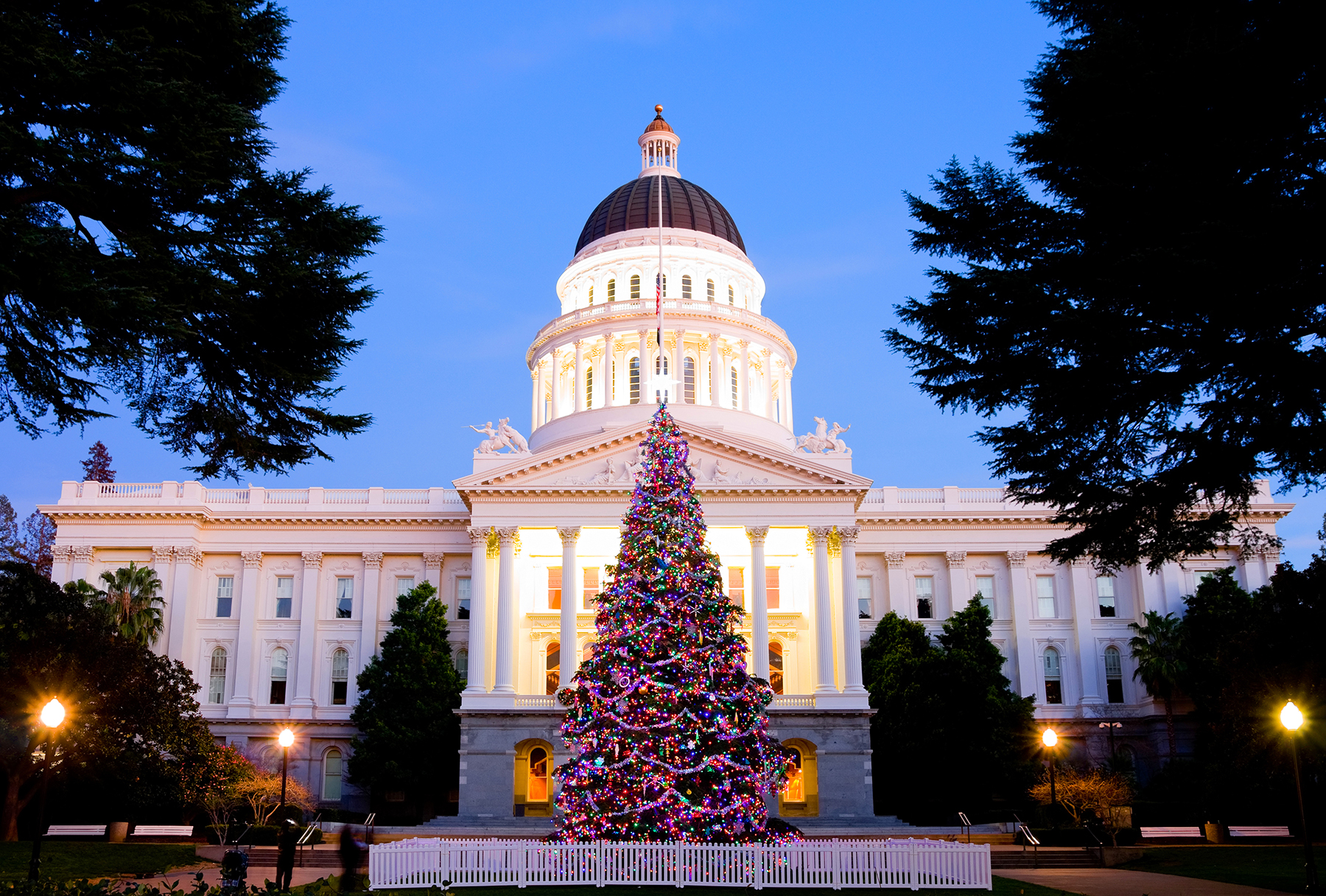 Capitol Holiday Tree in Sacramento California