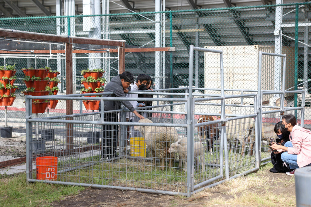 Westminster High School Giving Farm animals