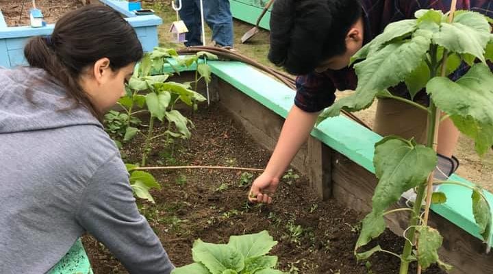Katella High School KHS Sustainable Garden
