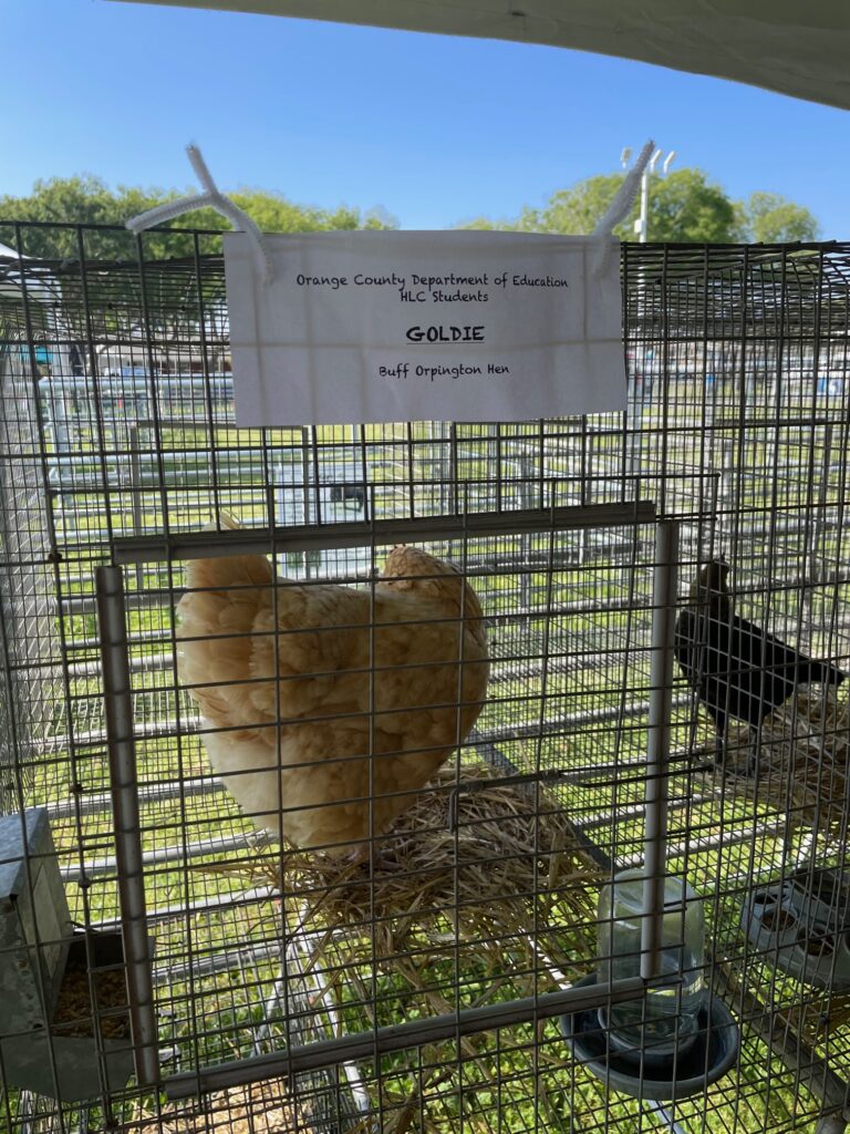 Goldie the Chicken from OCDE Special Schools 4-H Club at the Imaginology fair