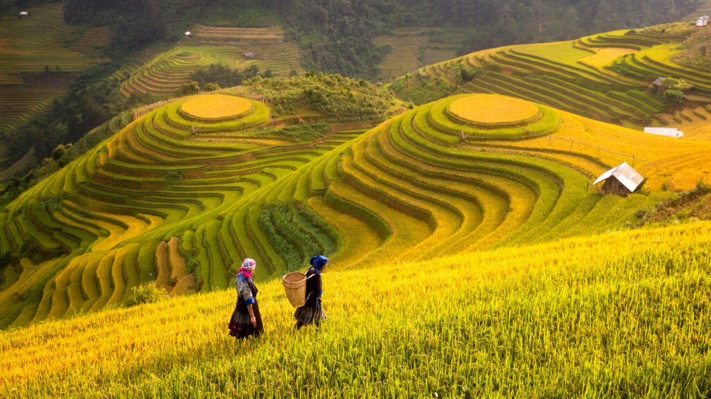 Rice,Fields,On,Terraced,Of,Mu,Cang,Chai,,Yenbai,,Rice