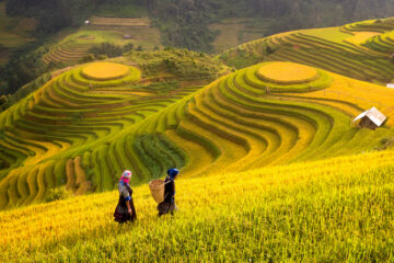 Rice,Fields,On,Terraced,Of,Mu,Cang,Chai,,Yenbai,,Rice