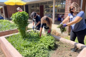 Fullerton School District staff in the Rising Stars program help Richman Elementary students tend to their campus garden.