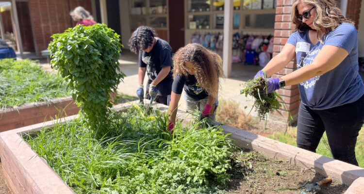 Fullerton School District staff in the Rising Stars program help Richman Elementary students tend to their campus garden.