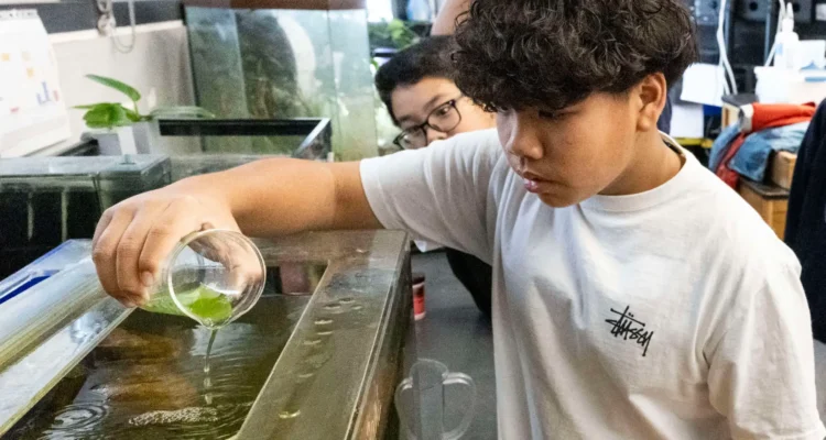 Warner Middle School students feed green algae to Pismo clams for their classroom project. (Paul Bersebach / Orange County Register)