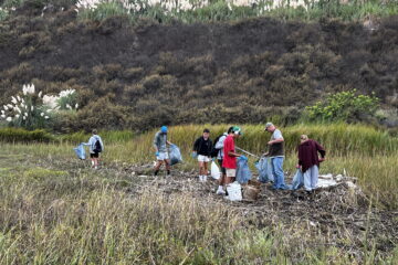 Volunteers collect debris during the 2024 California Coastal Cleanup Day at Upper Newport Bay.