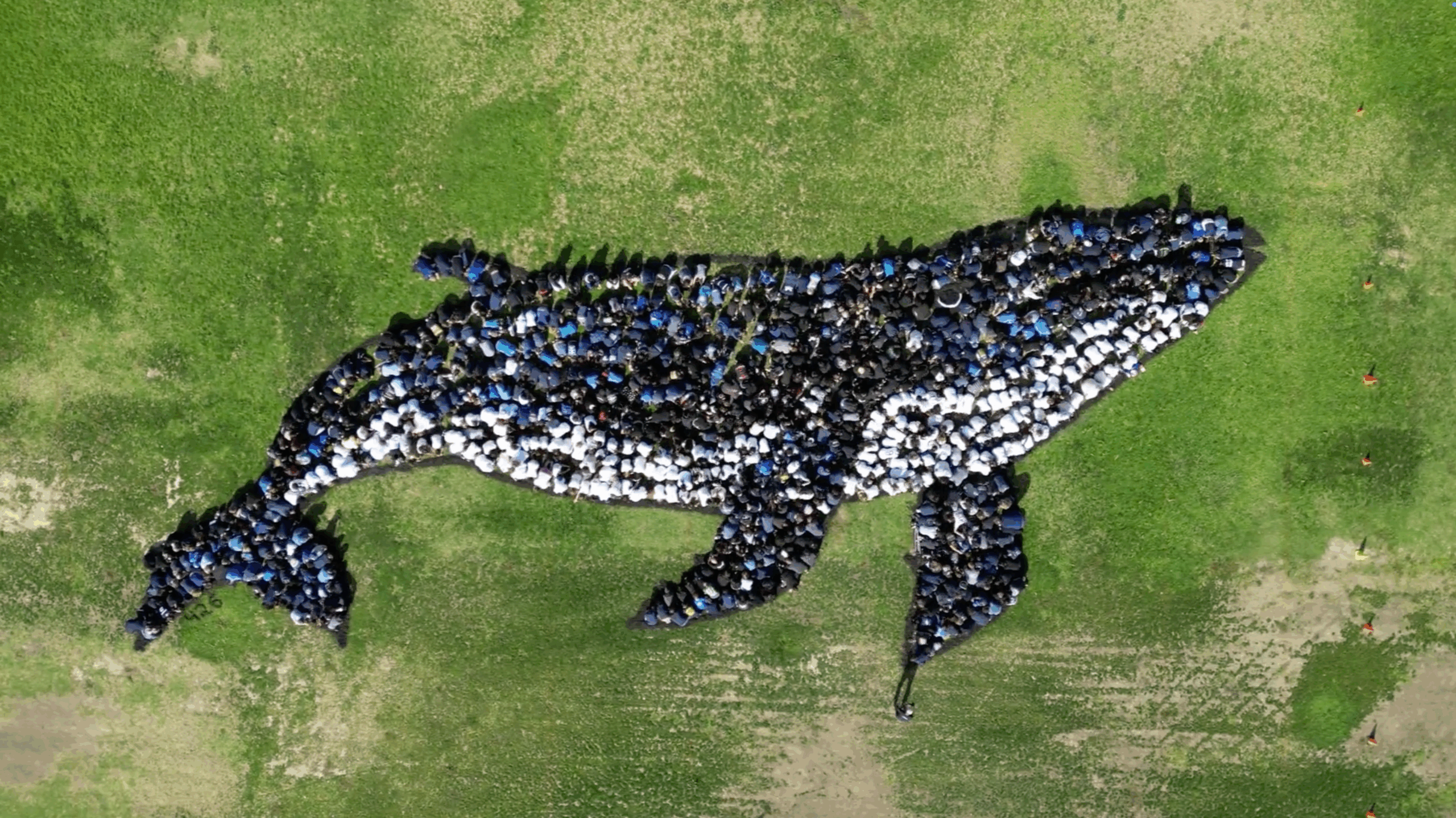 Mesa View Middle School students took part in an aerial art project, creating a live image of a humpback whale for the Art for the Sky program. (Screenshot courtesy of Daniel Dancer) 