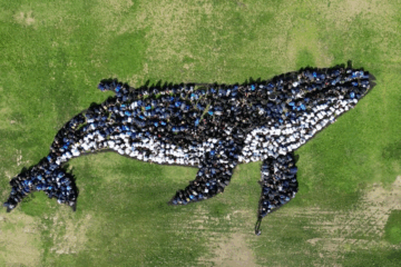 Mesa View Middle School students took part in an aerial art project, creating a live image of a humpback whale for the Art for the Sky program. (Screenshot courtesy of Daniel Dancer)