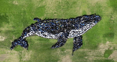 Mesa View Middle School students took part in an aerial art project, creating a live image of a humpback whale for the Art for the Sky program. (Screenshot courtesy of Daniel Dancer)