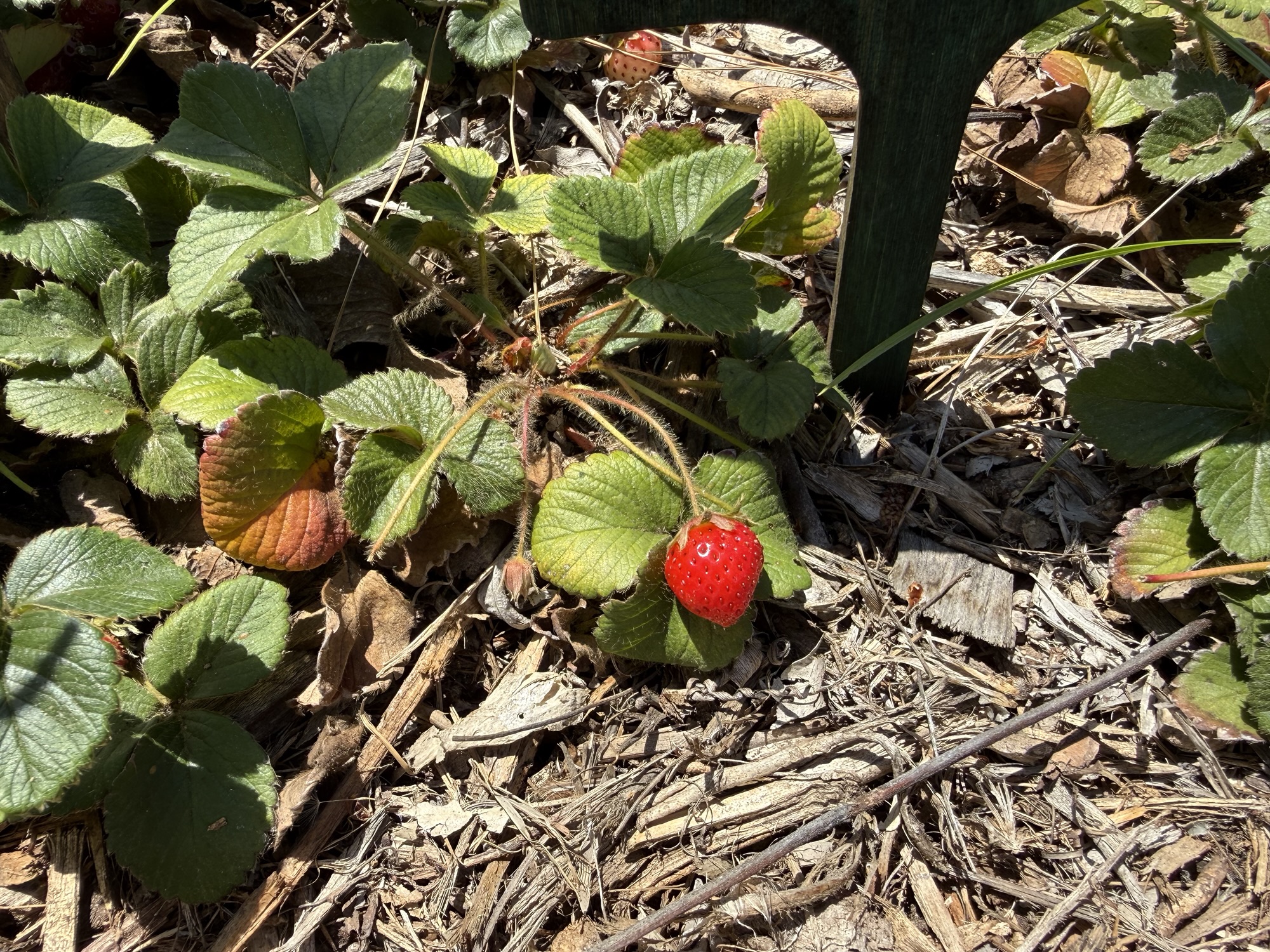 A ripe strawberry grows in a garden bed at Golden View Elementary’s school farm.