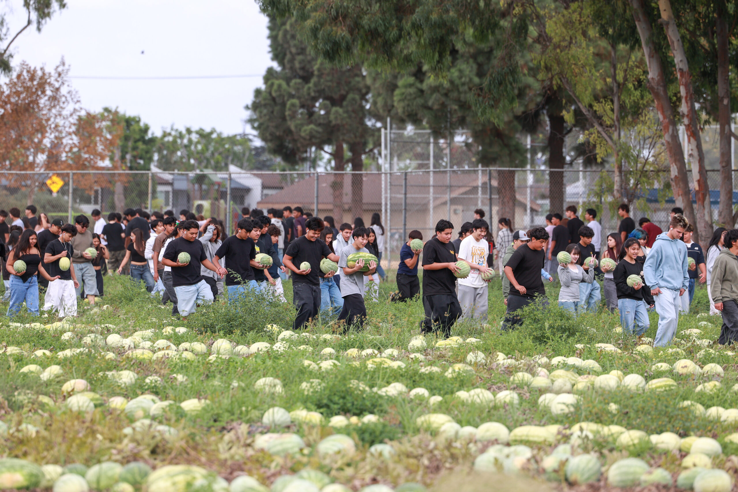 Westminster High School students carry watermelons during the ninth annual harvest at the Giving Farm, located behind the school.