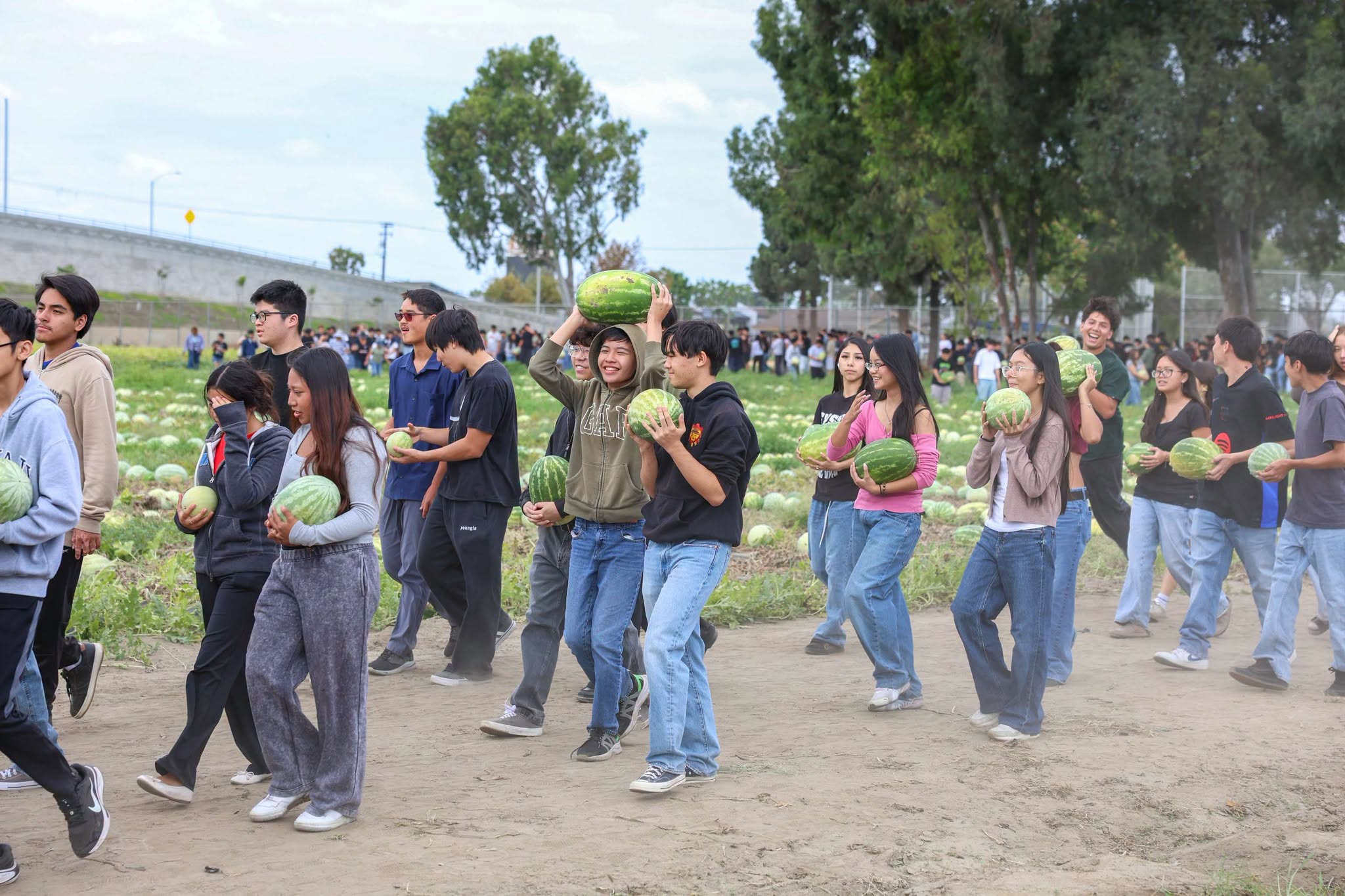 Westminster High School students carry freshly harvested watermelons from the Giving Farm as part of the school’s annual harvest.