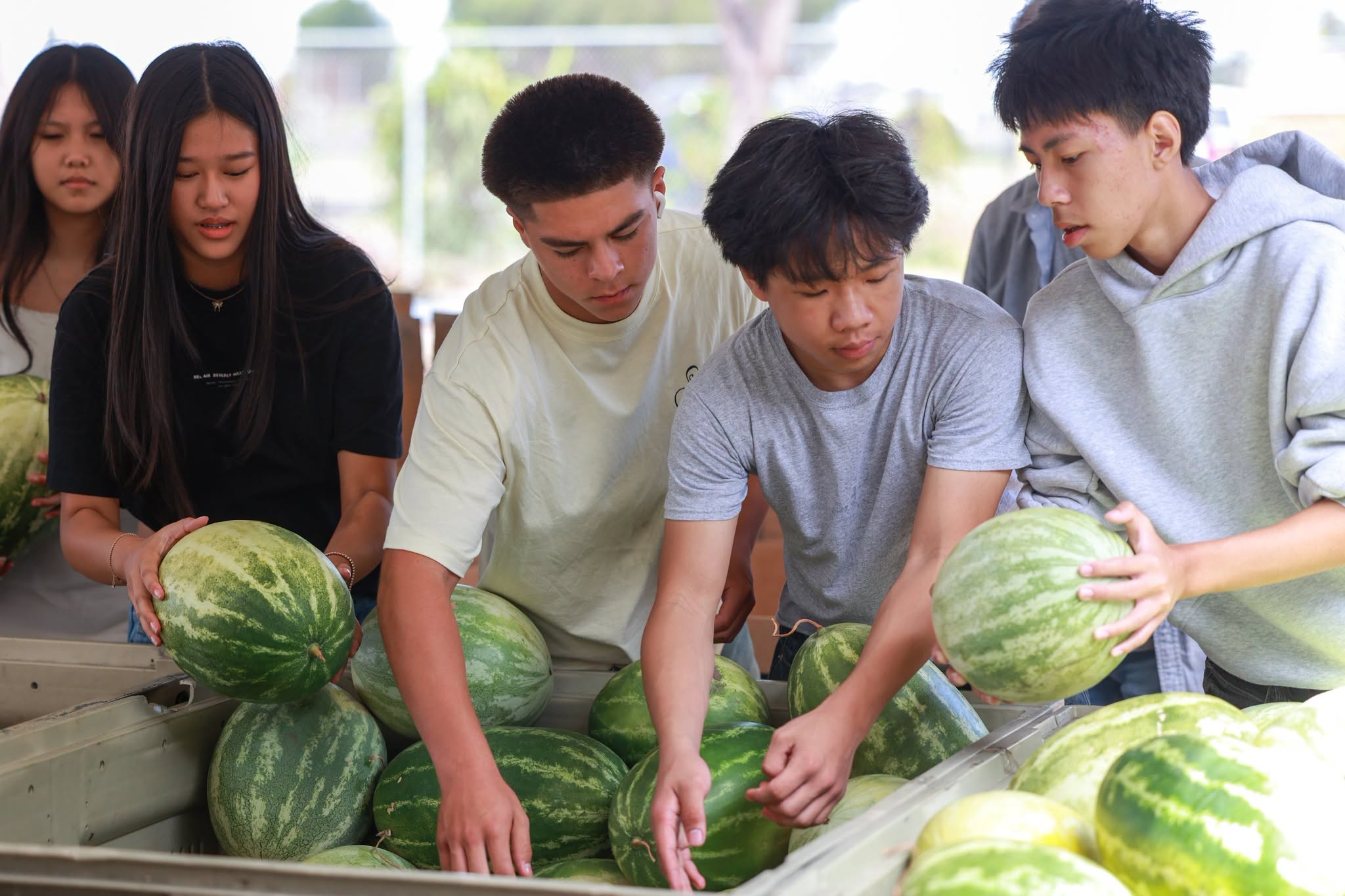 Westminster High School students sort watermelons collected during the Giving Farm’s annual harvest. The produce will be donated to the OC Food Bank.