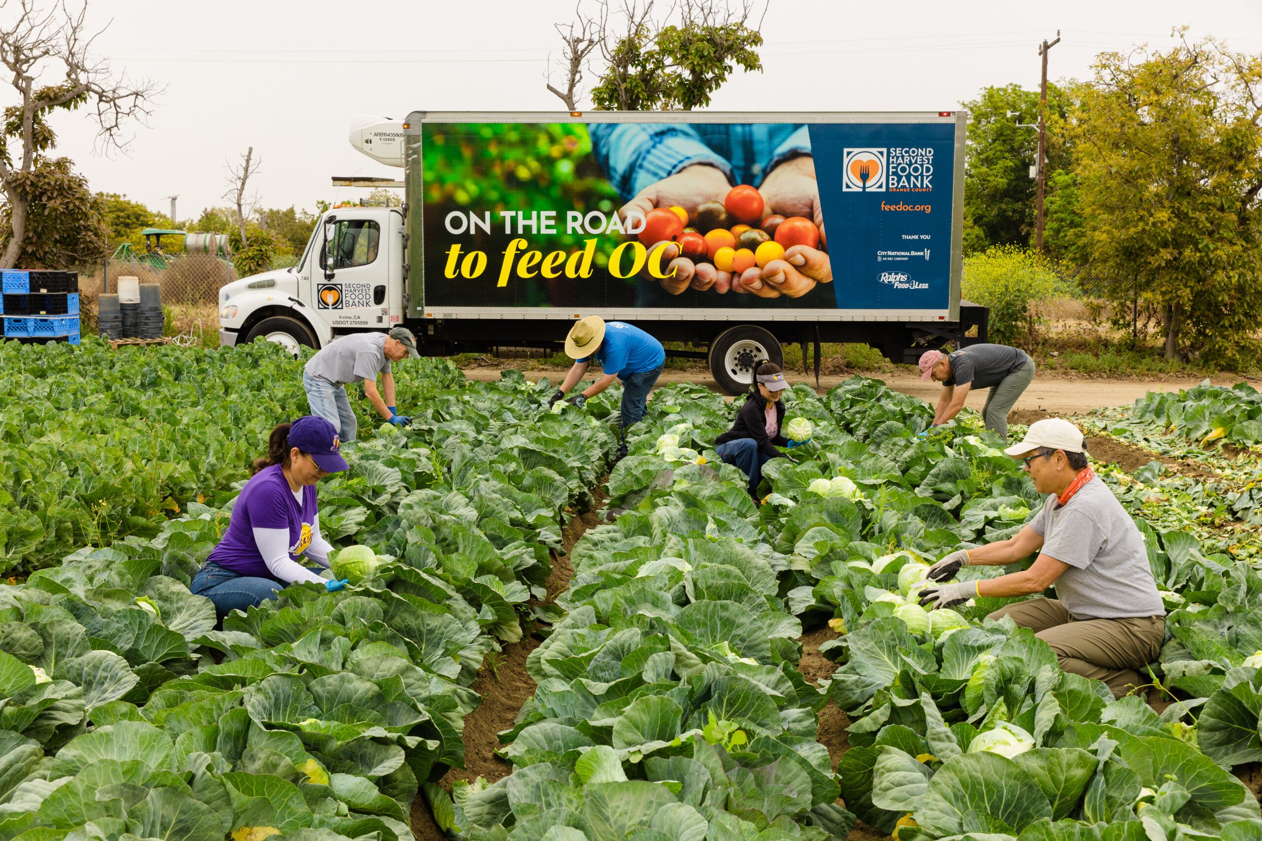 Volunteers harvest cabbage in rows at Harvest Solutions Farm in Irvine, with a Second Harvest Food Bank truck parked behind them.