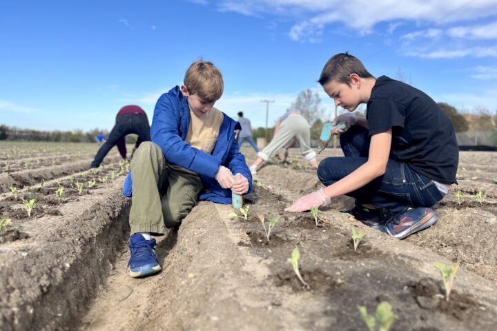 Two students kneel in a farm field planting young seedlings while other participants work in rows behind them under a blue sky.