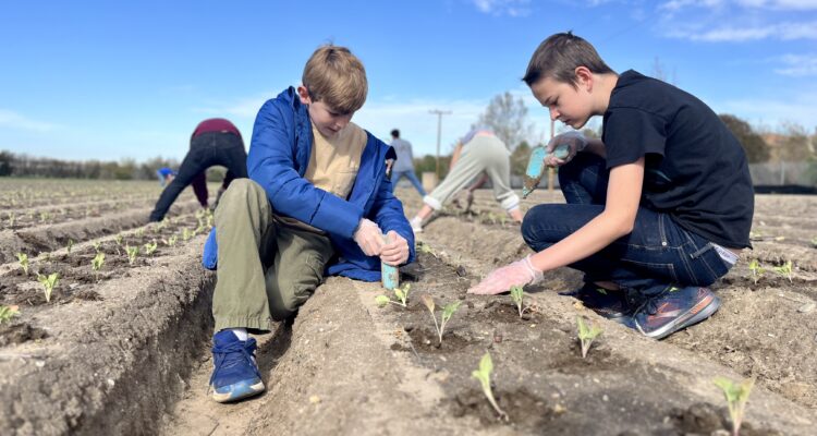 Two students kneel in a farm field planting young seedlings while other participants work in rows behind them under a blue sky.