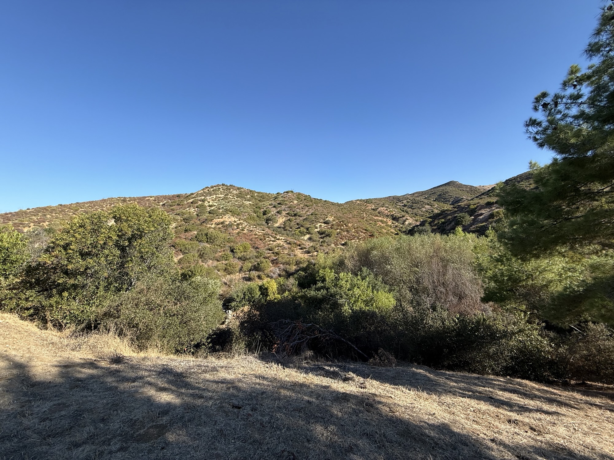 Sunlit hills and dense native vegetation at Rancho Soñado under a clear blue sky, with trees and brush filling the canyon landscape.